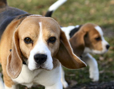 Beagle Vater unserer Welpen